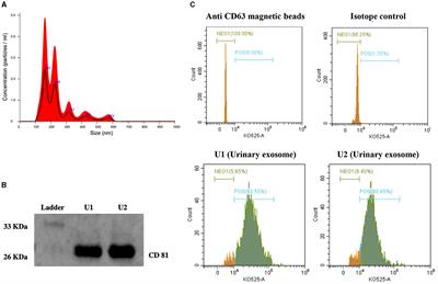 Association of Wilms tumor-1 protein in urinary exosomes with kidney injury: a population-based cross-sectional study